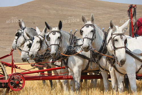 Horses 188054