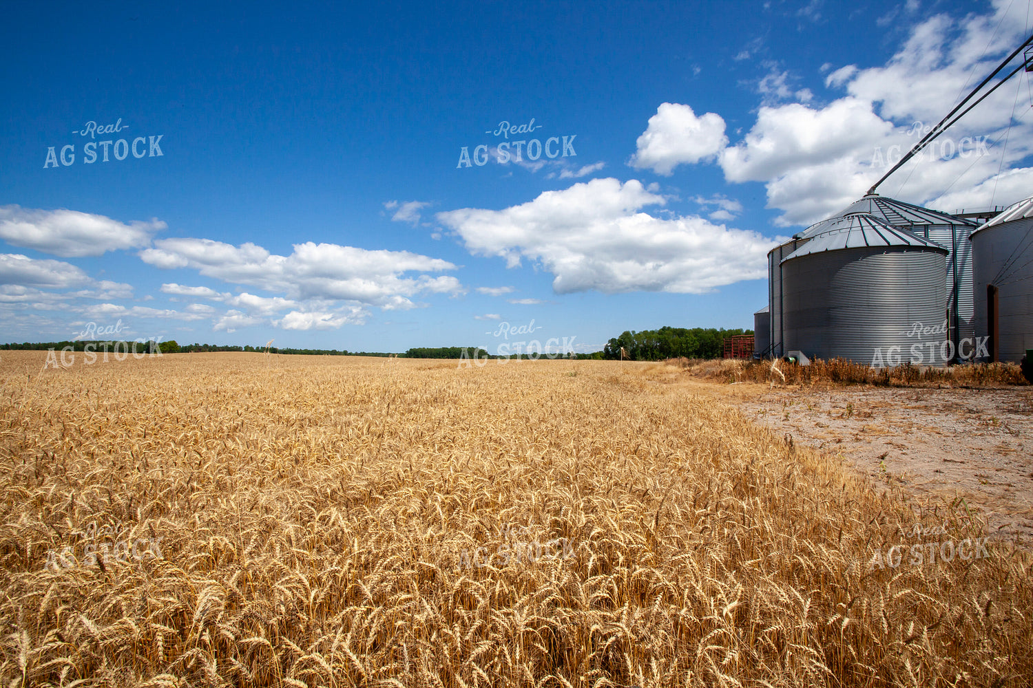 Wheat Field 132030