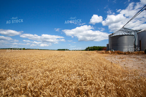 Wheat Field 132030