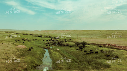 Cattle in Pasture 58031