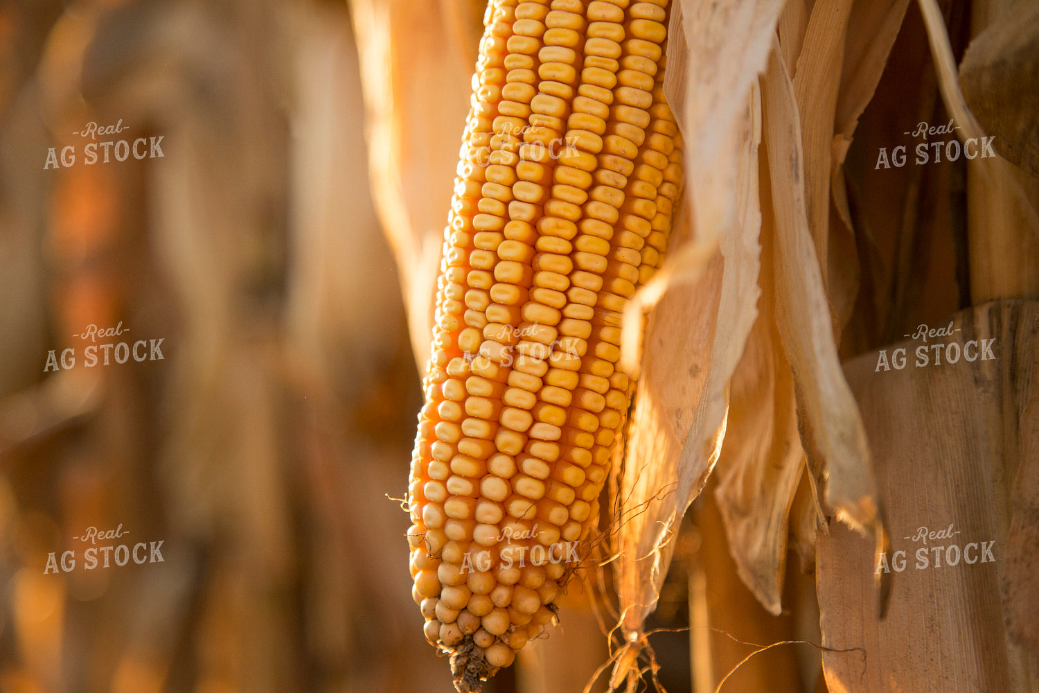 Dried Corn in Field 93042