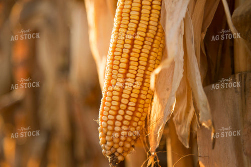 Dried Corn in Field 93042
