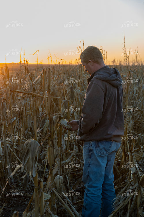 Farmer in Downed Corn 65120