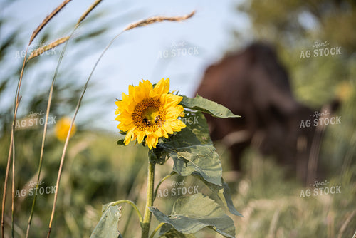 Beas on Sunflower 76024