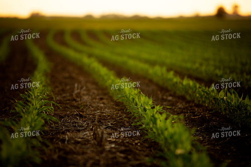 Early Growth Corn 6329