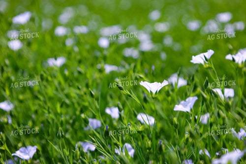 Flowering Flax 187108