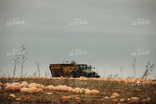 Food Pumpkin Harvest 3551