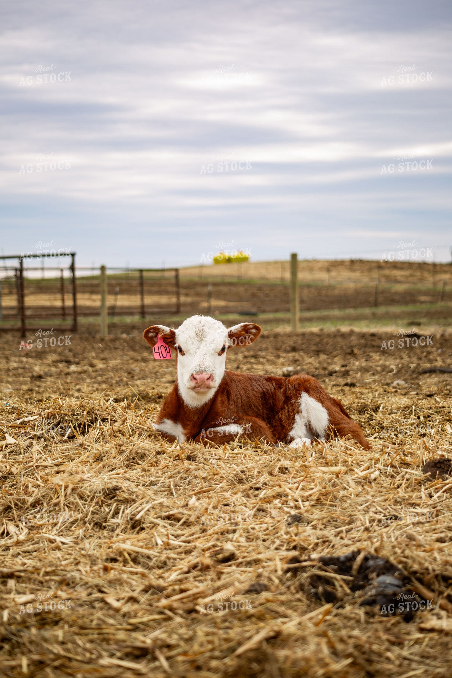 Hereford Calf 155713