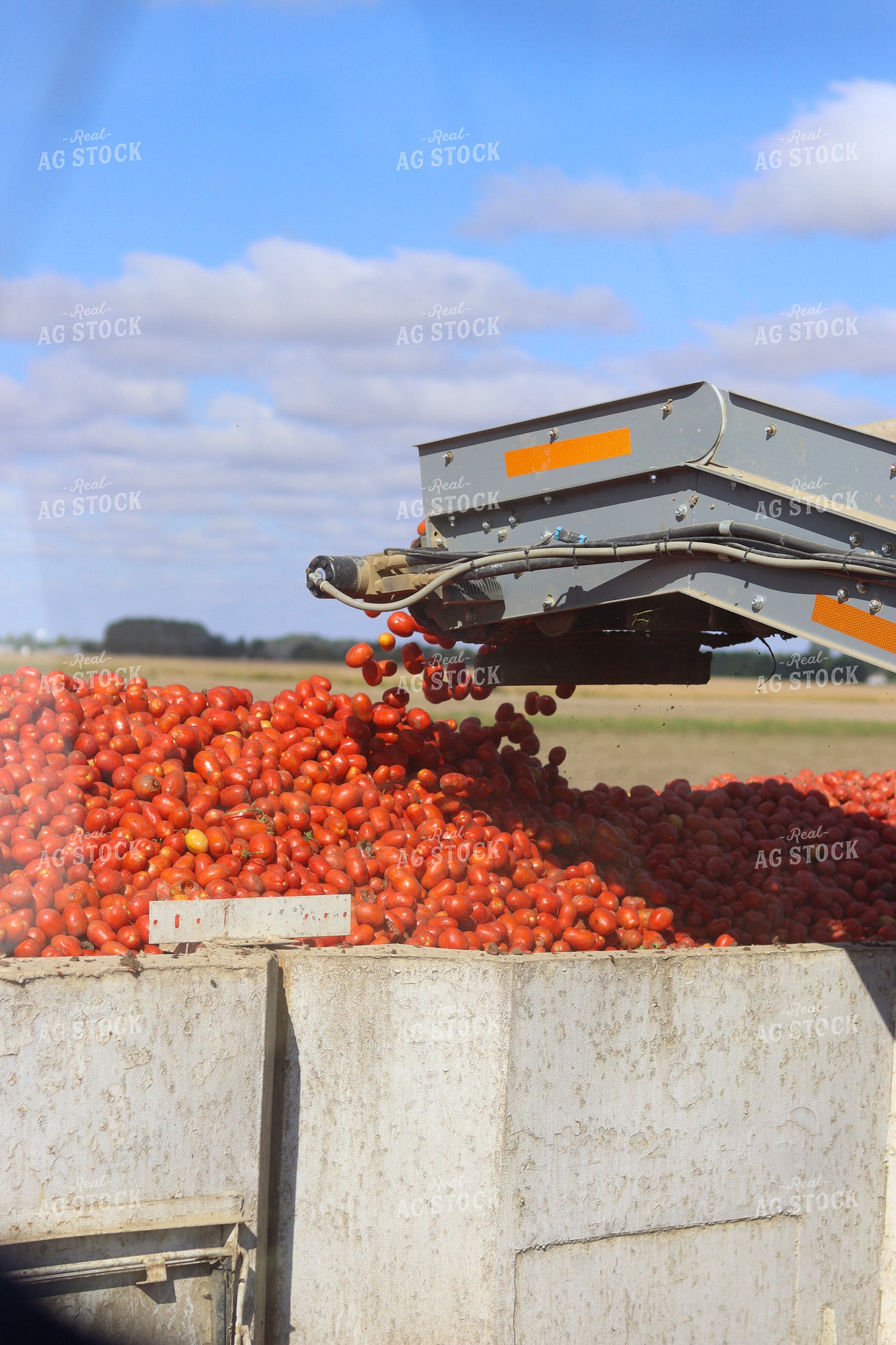 Tomato Harvest 109021