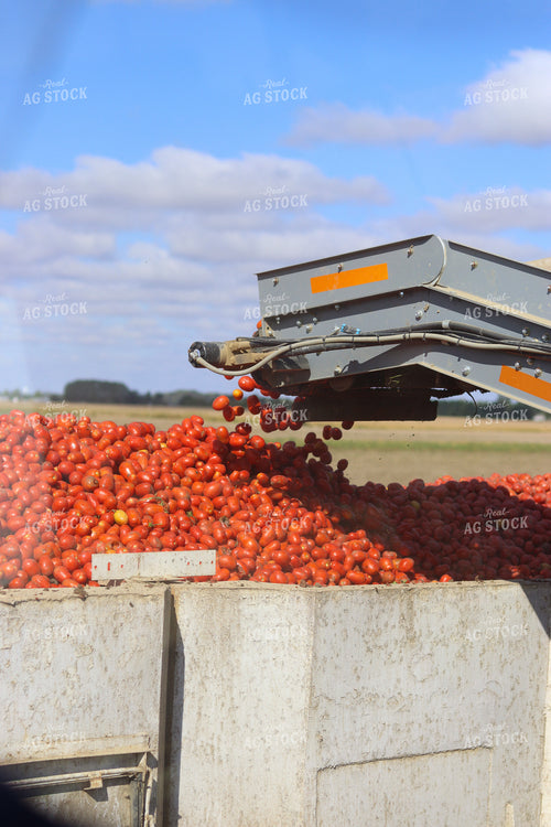 Tomato Harvest 109021