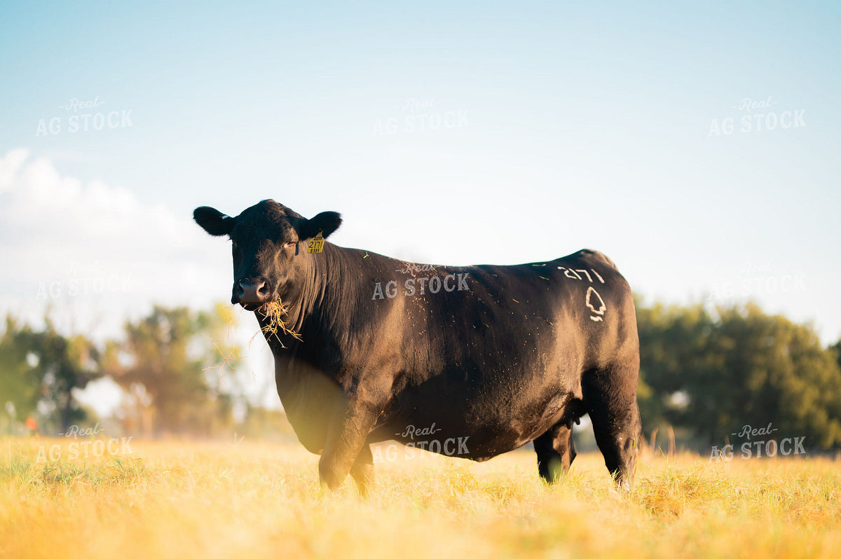 Black Angus Bull Standing in Dry Pasture 402024