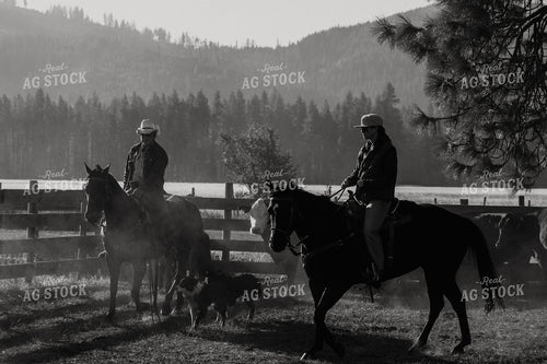 Ranchers with Cattle 66080