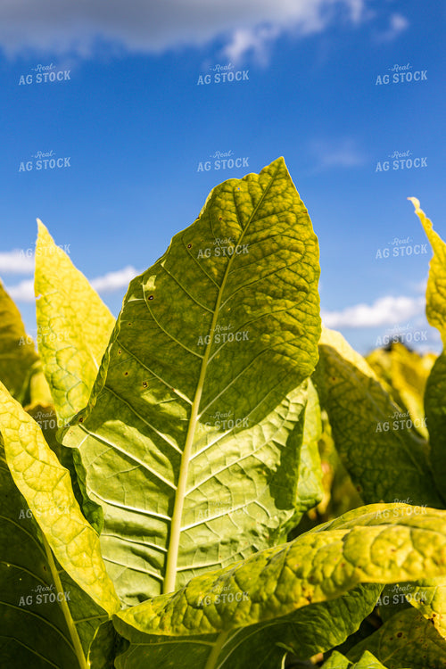 Tobacco Leaf 52541