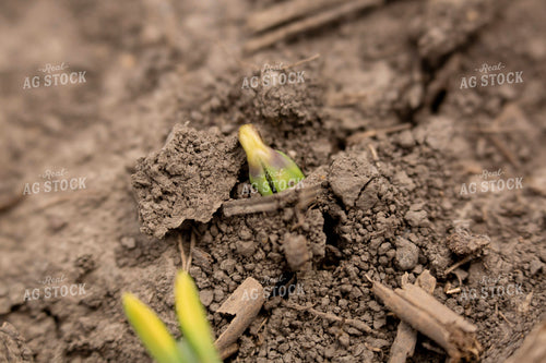 Soybeans - Early Growth 1389