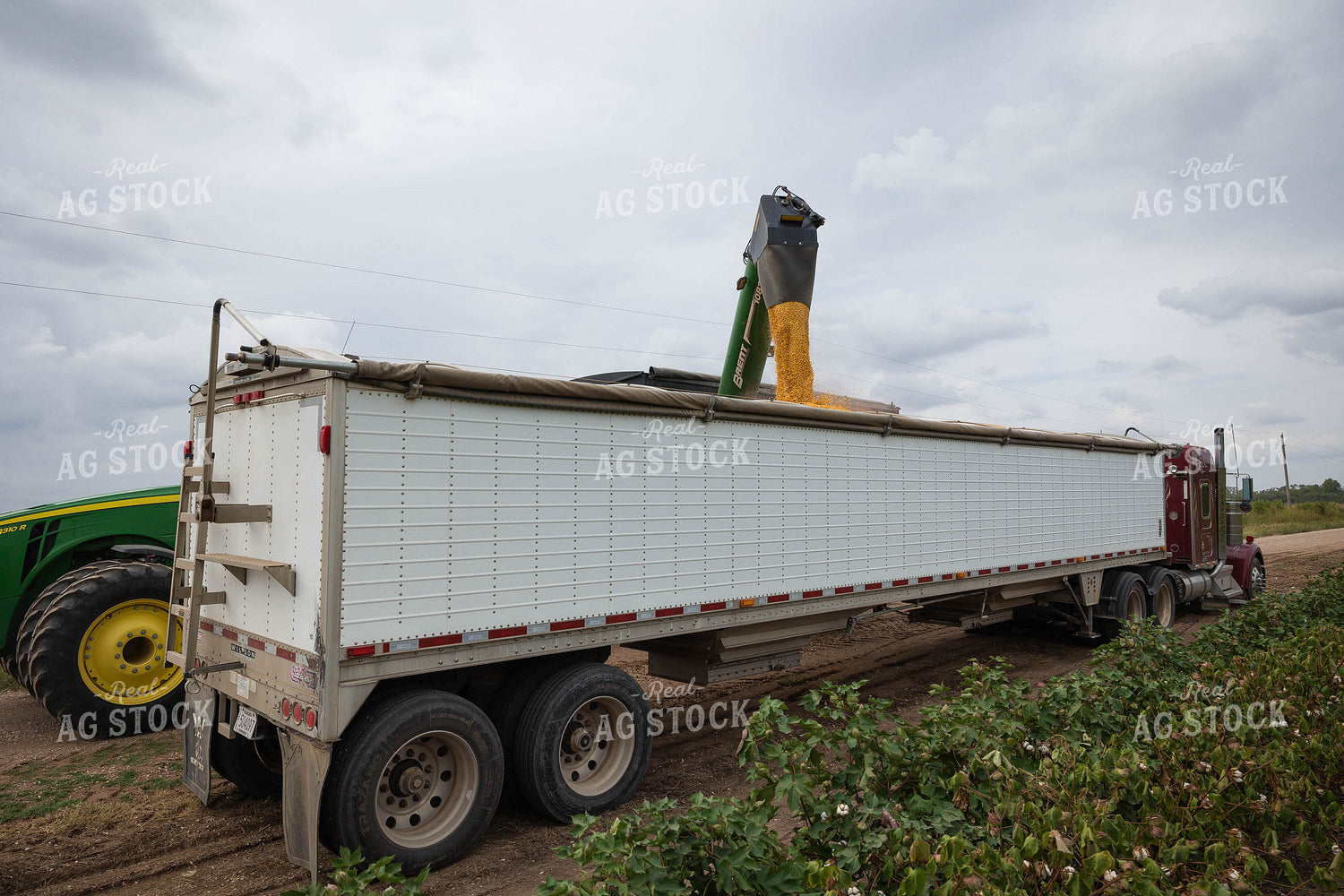 Corn Harvest 219080