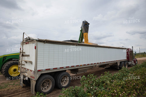 Corn Harvest 219080