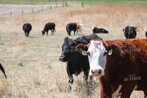 Cattle on Pasture 82430