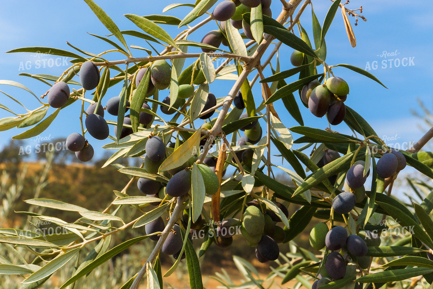 Olive Tree 105057