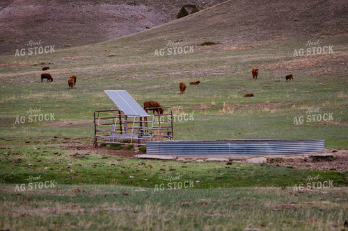 Red Angus Cattle Graze in Hilly Open Pasture 97147