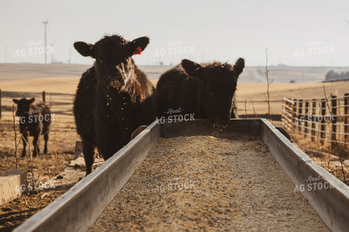 Commercial Black Angus Cattle Eating Out of Feed Trough 67226