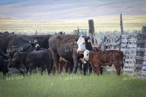 Cattle in Pasture 78081