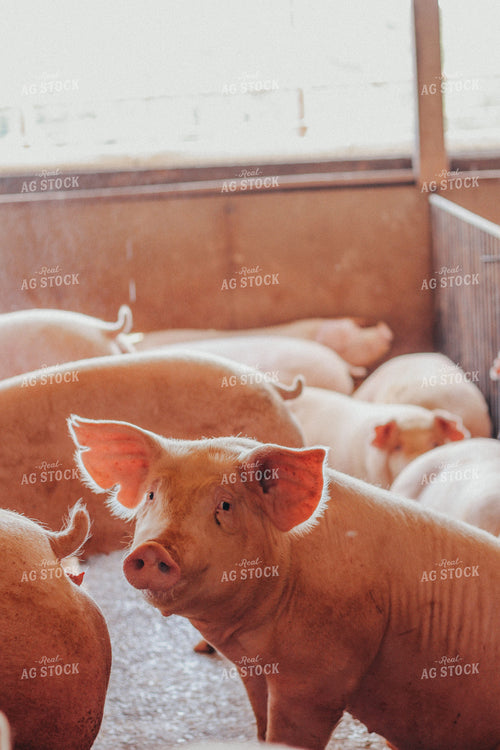 Hogs Lay on Ground 101053