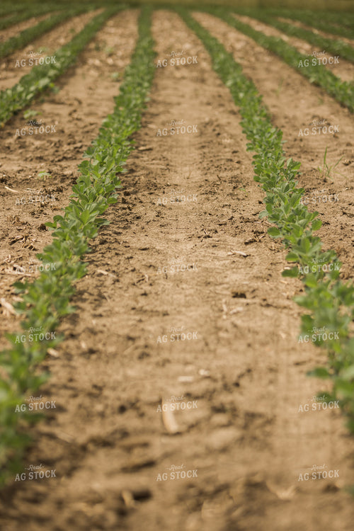 Soybean Field 8023