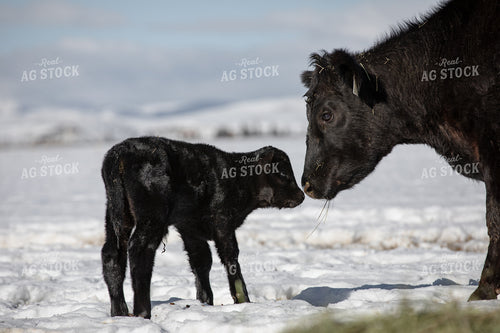 Cow Calf Pair in the Snow 304000