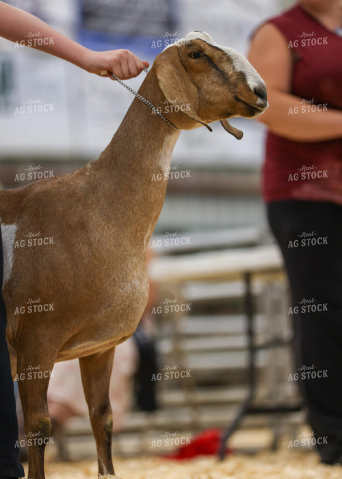 Showing Goats 160262