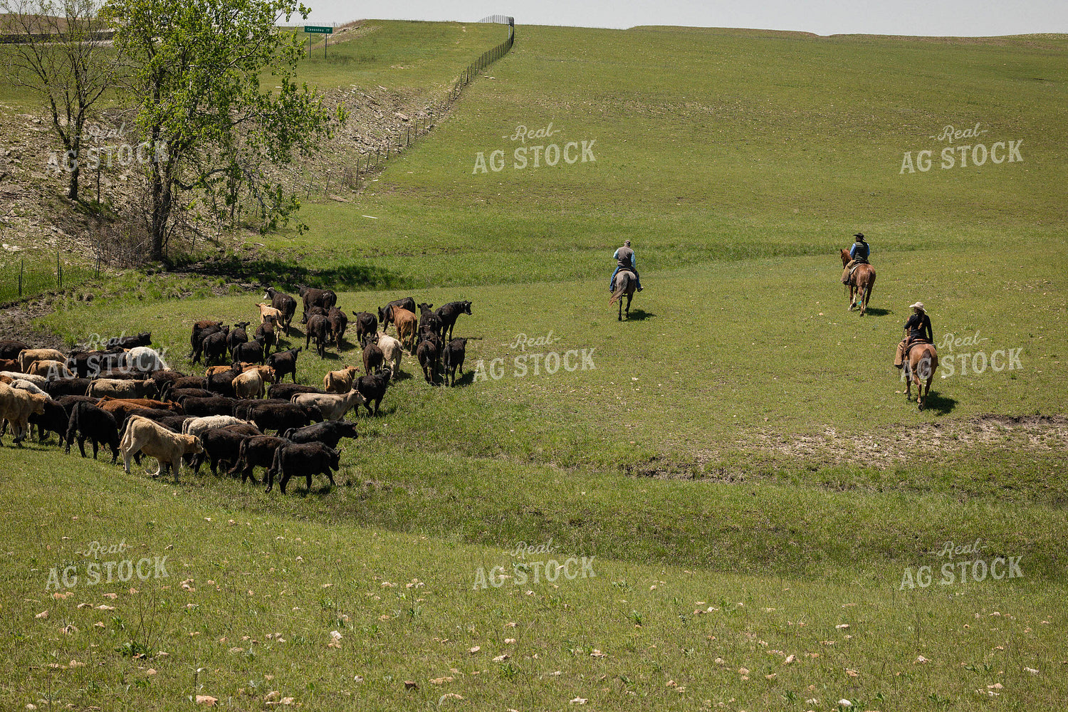 Ranchers Herding Cattle 219033