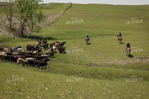 Ranchers Herding Cattle 219033