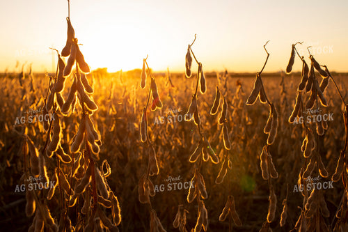 Soybeans - Dry 2469