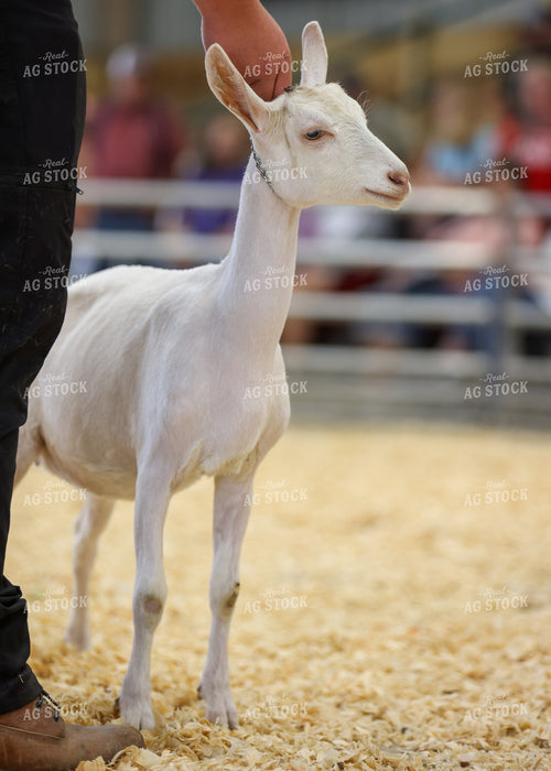 Showing Goats 160272