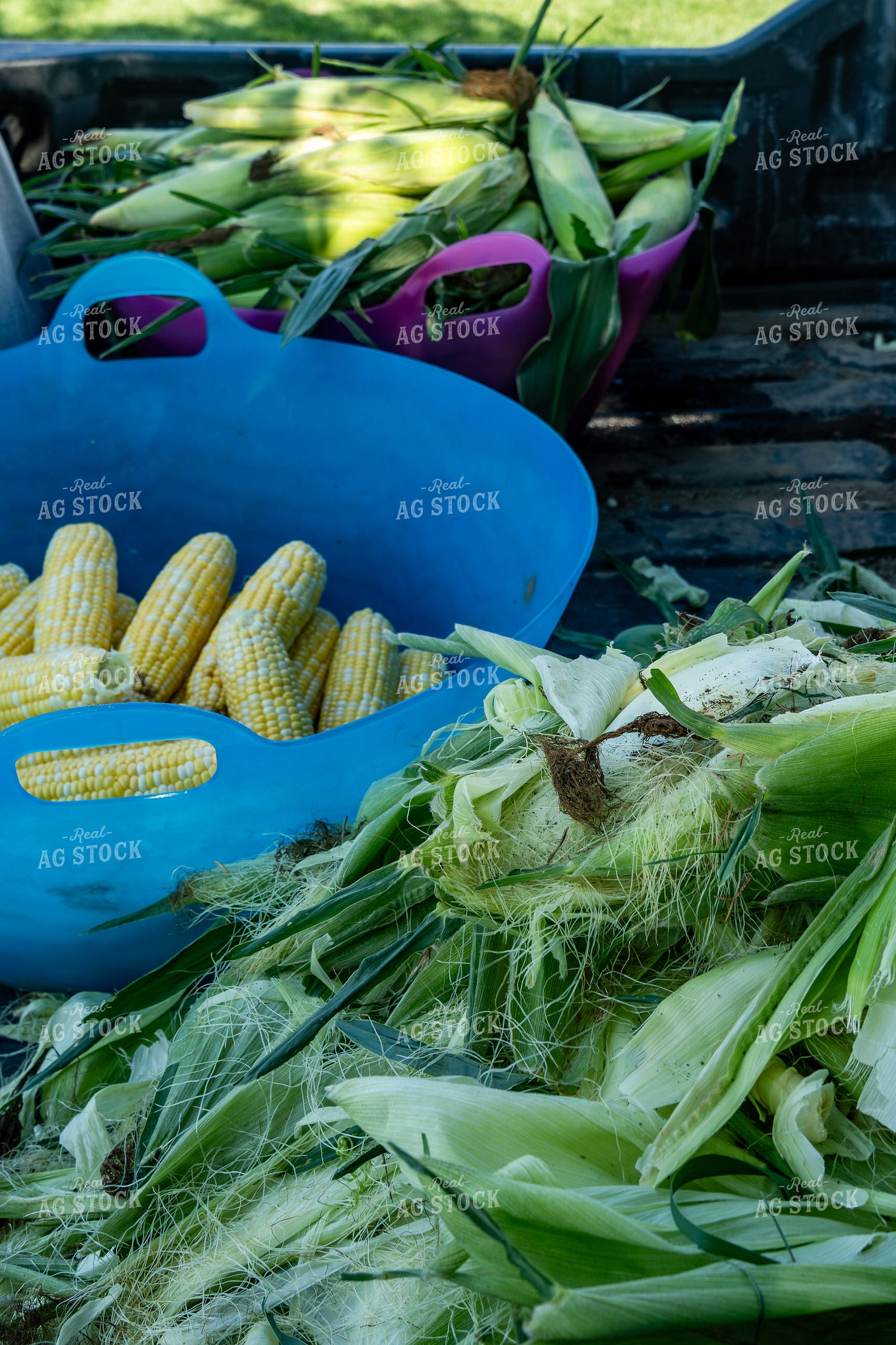 Harvested Sweet Corn 65828