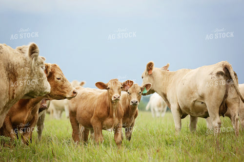 Cattle in Pasture 127019