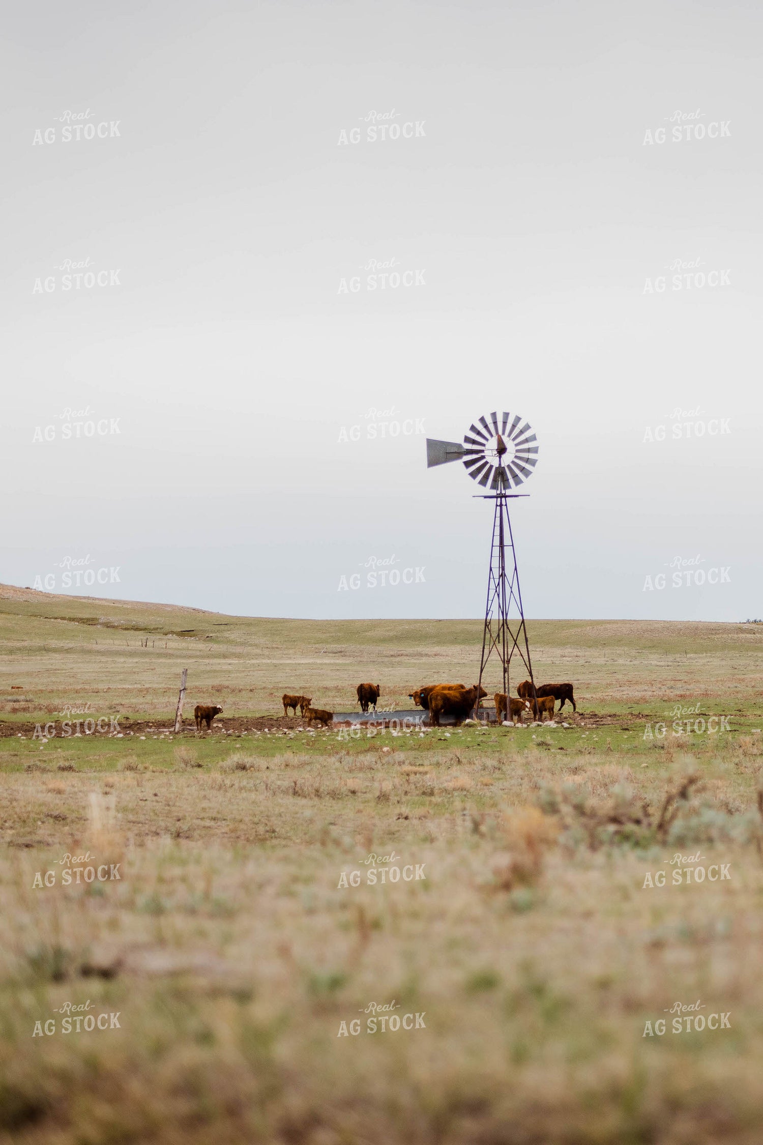 Red Angus Cattle Graze and Drink in Hilly Open Pasture 97155