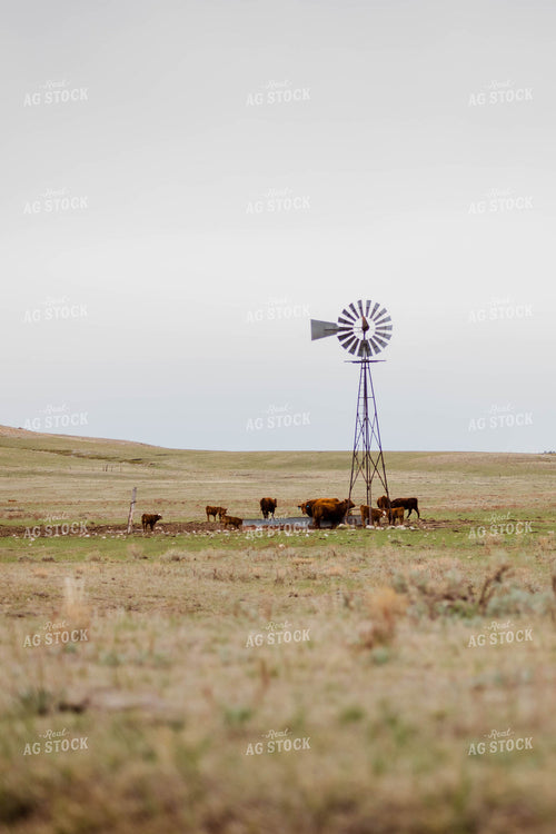 Red Angus Cattle Graze and Drink in Hilly Open Pasture 97155