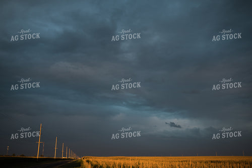 Corn Tassels at Sunset Dark Sky 3196