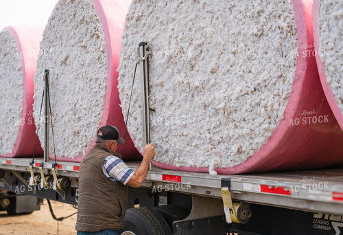 Farmer at Cotton Harvest 128054