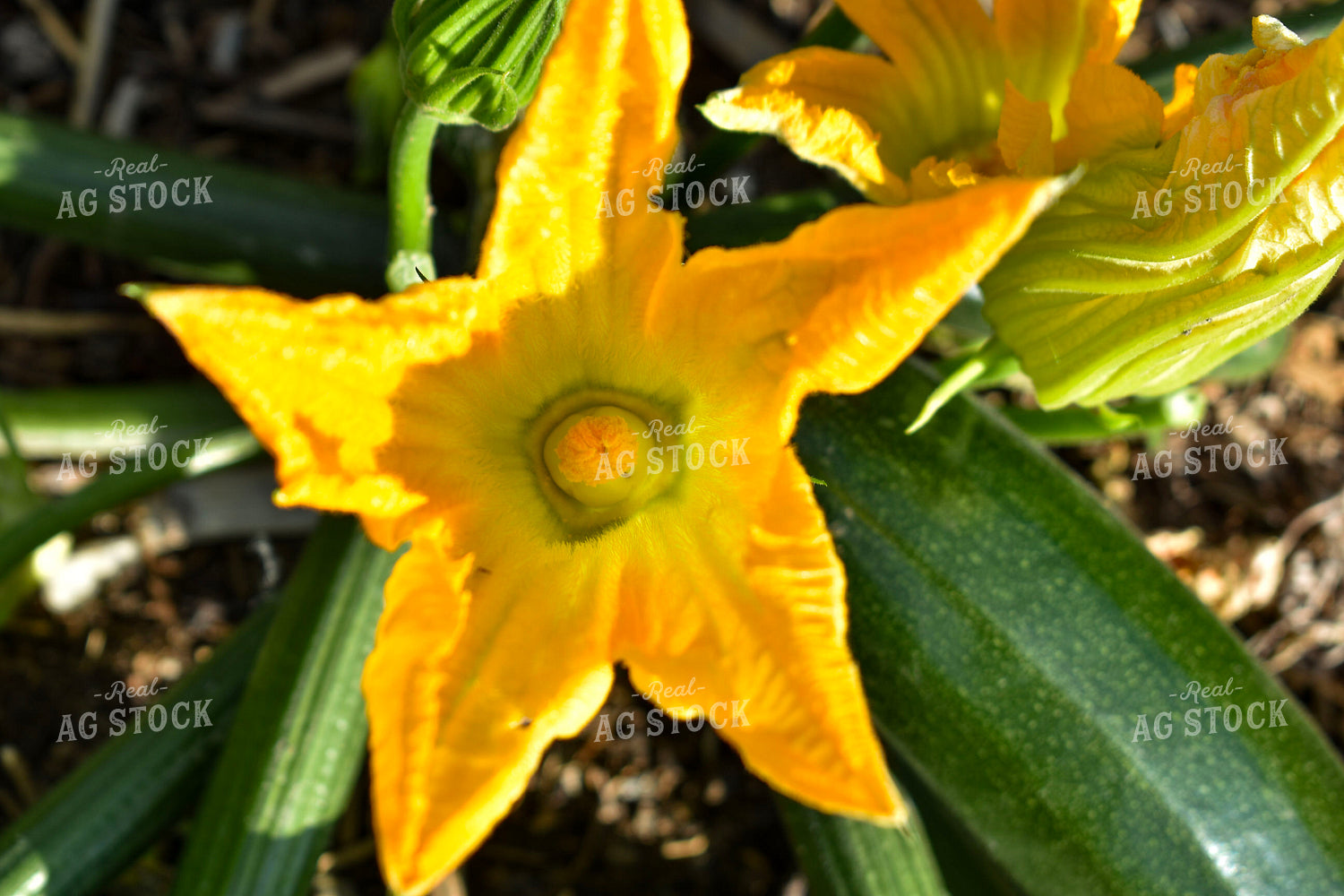 Zucchini Flower 156102