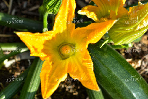 Zucchini Flower 156102