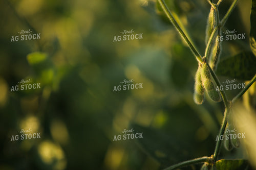 Soybean Pods at Sunrise 3279