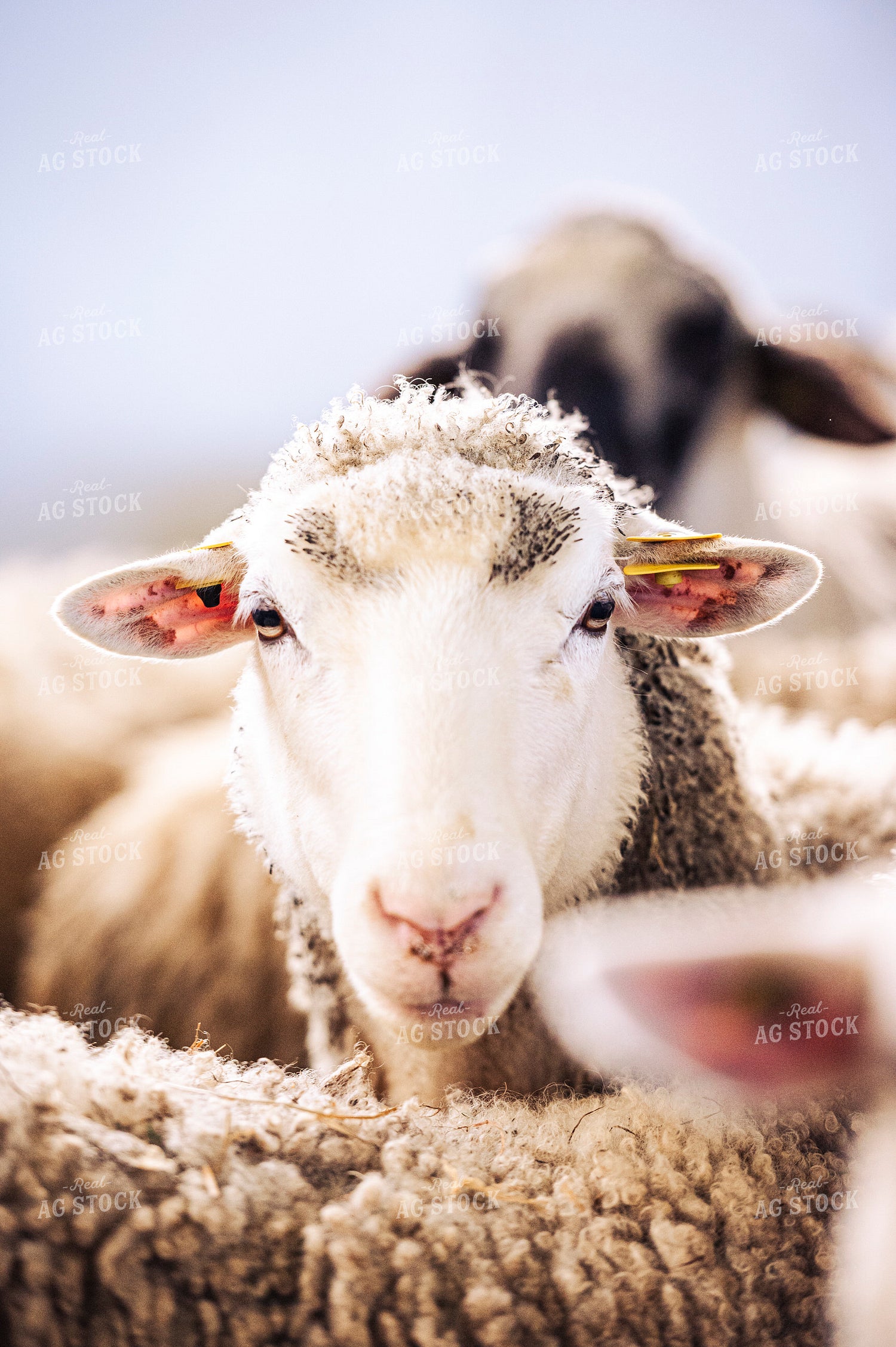 Sheep 195055