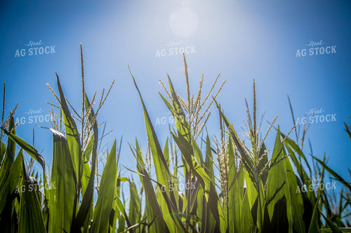Corn Tassel 250140