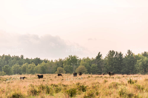 Cattle in Pasture 96012