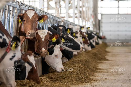 Holstein Cows Eating in Freestall Barn 271006