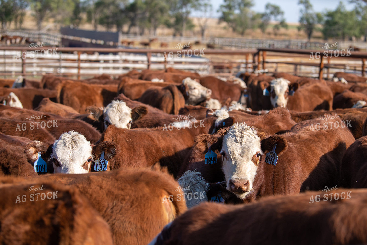 Hereford Cattle in Pen 212165