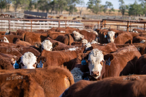 Hereford Cattle in Pen 212165