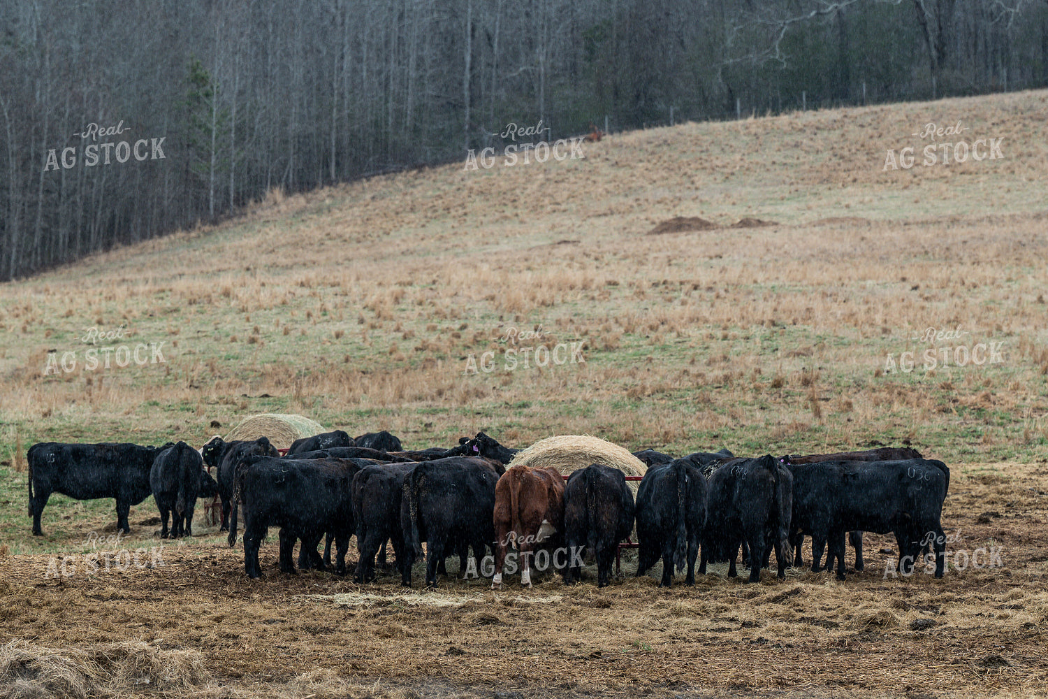 Cattle Eating Hay 192031