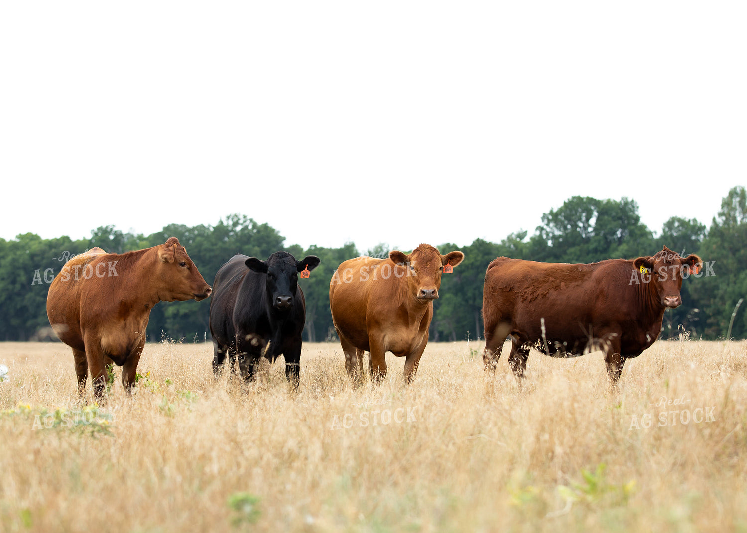 Angus Cattle 264018
